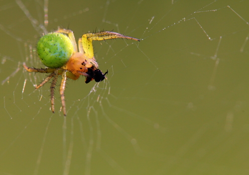 Araniella sp.